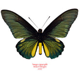 Battus lycidas (Peru)